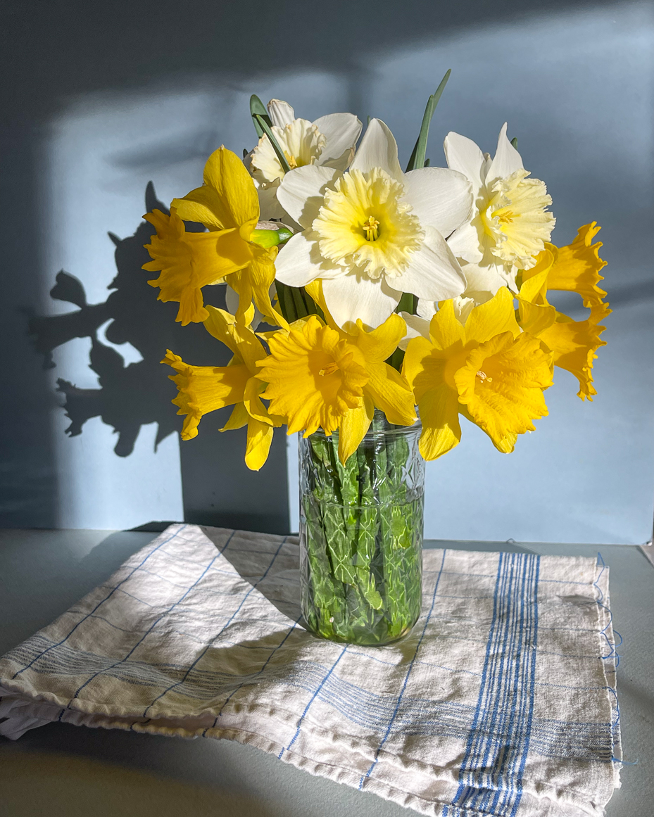 fresh-yellow-daffodils-and-white-narcissus-in-sunlight