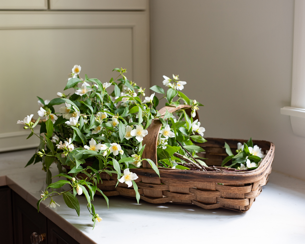 fresh-jasmine-clippings-in-woven-wood-basket-artist-reference-photo