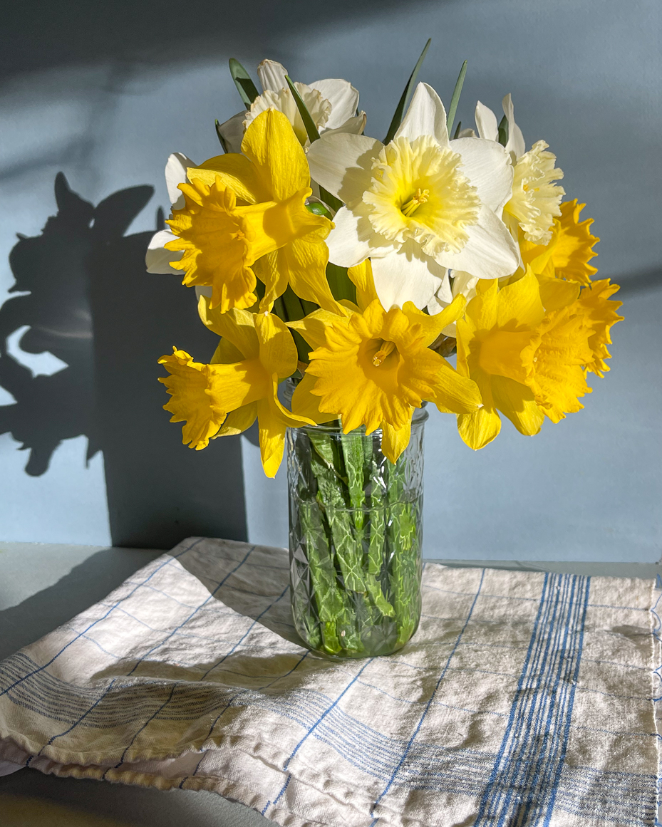 golden-daffodils-and-white-narcissus-in-sunlit-glass-vase