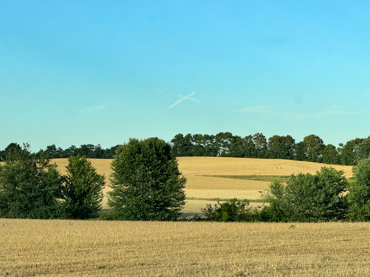 golden-fields-and-green-trees-under-a-clear-blue-sky-tranquil-rural-landscape-photography