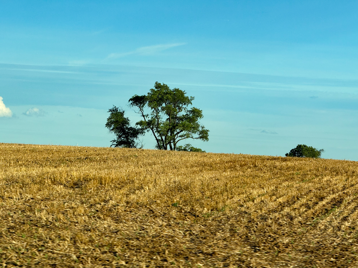 golden-harvest-field-with-trees-under-a-clear-blue-sky-peaceful-rural-landscape-photography