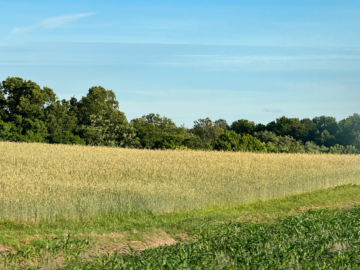 golden-wheat-fields-and-lush-green-trees-under-clear-blue-sky-scenic-rural-landscape-photography