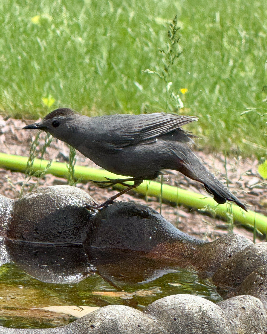 gray-catbird-perched-at-birdbath-artist-reference-photo