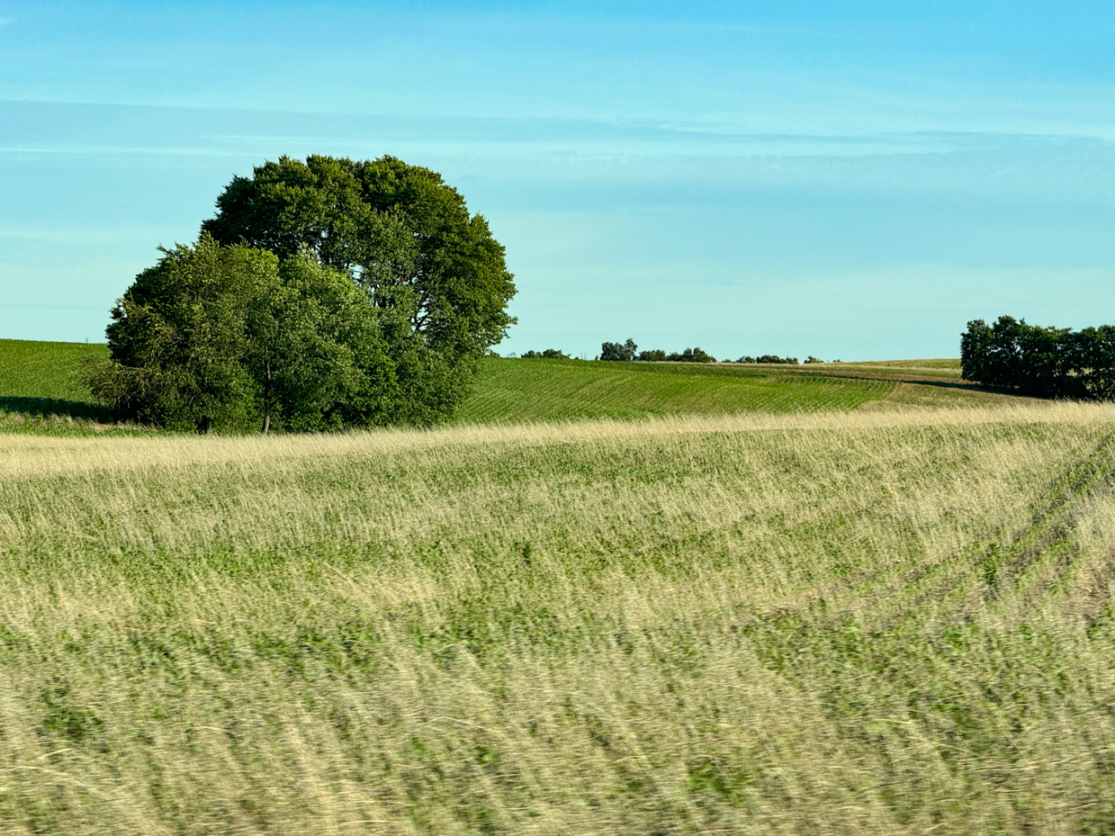 green-fields-and-lush-trees-under-a-clear-blue-sky-peaceful-rural-landscape-photography