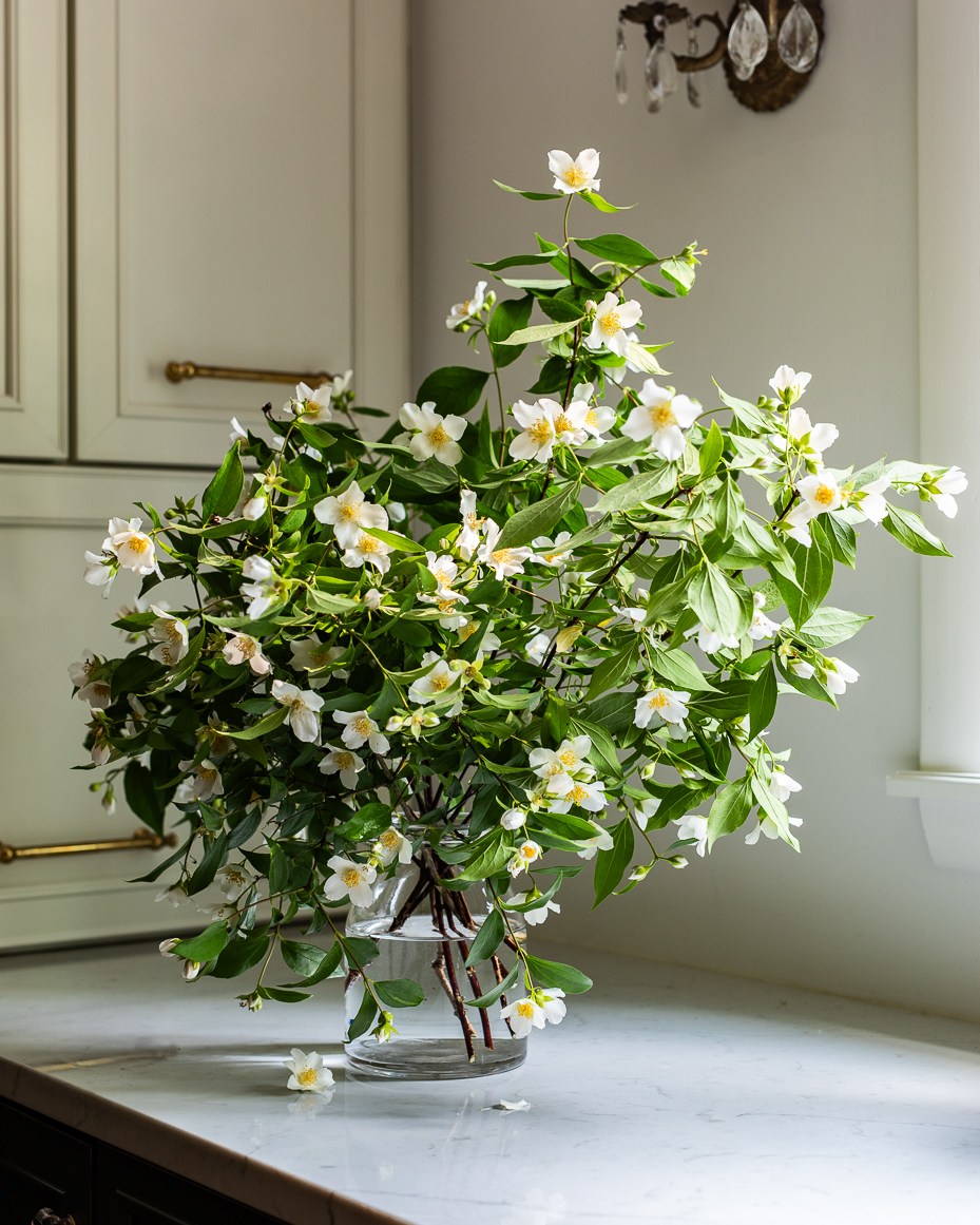 jasmine-branch-bouquet-in-glass-vase-on-kitchen-countertop-with-soft-natural-light-artist-reference-photo