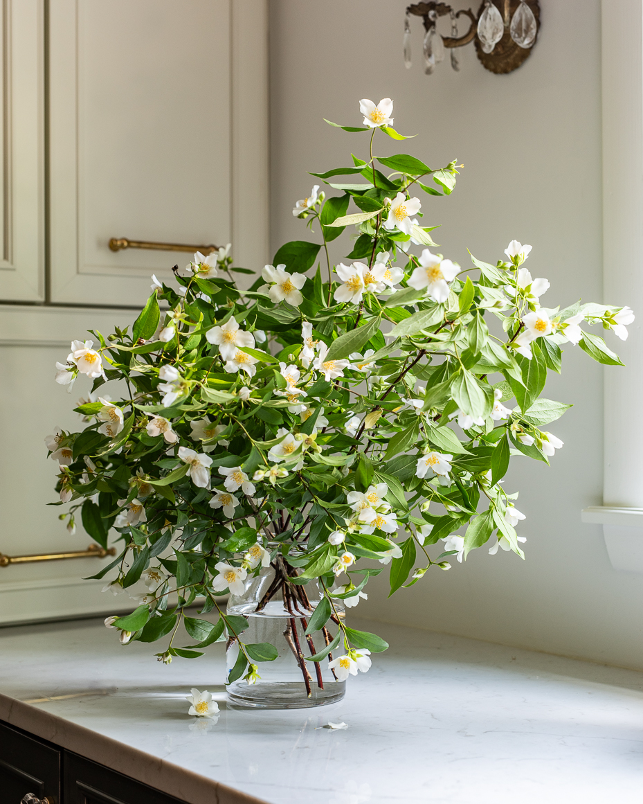 jasmine-flower-arrangement-in-clear-glass-vase-on-marble-kitchen-counter-artist-reference-photo