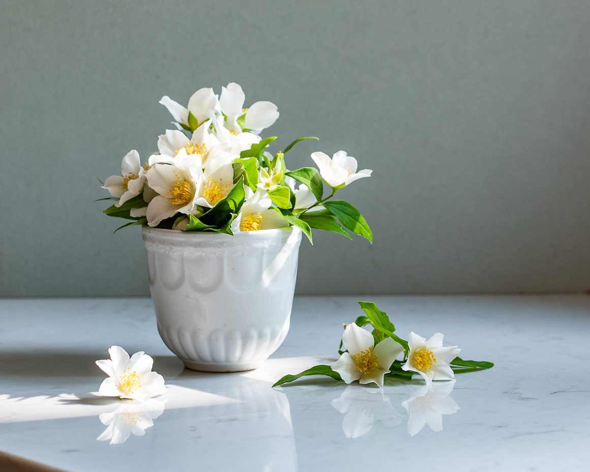 jasmine-flowers-in-white-ceramic-vase-with-sunlight-reflections-artist-reference-photo