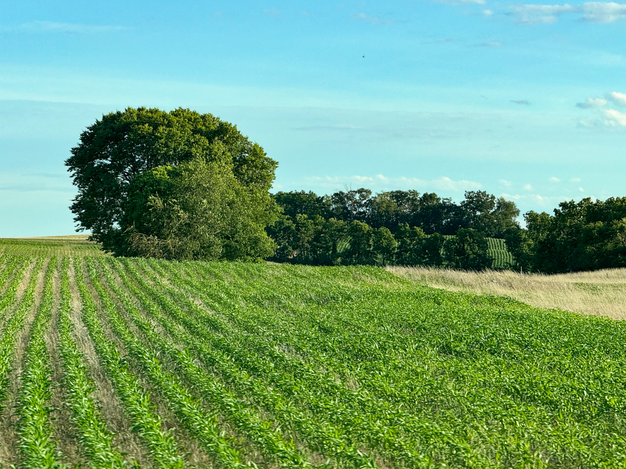 lush-green-cornfield-and-trees-under-a-clear-blue-sky-peaceful-rural-landscape-photography