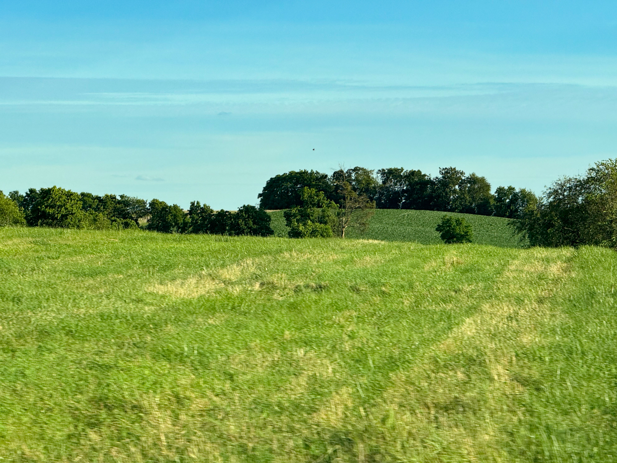lush-green-fields-and-trees-under-a-clear-blue-sky-beautiful-rural-landscape-photography