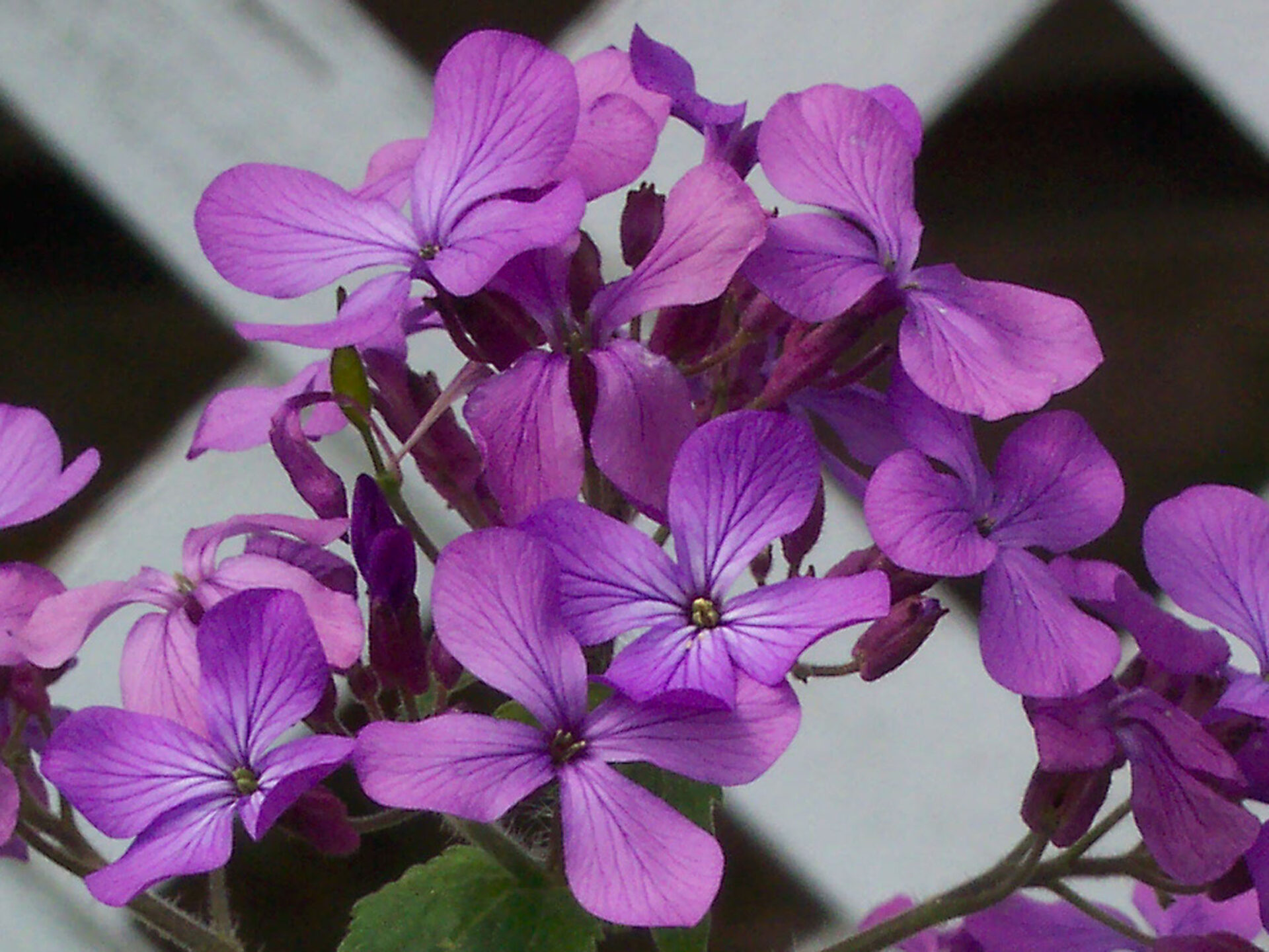 money-plant-lunaria-annua-lattice-close-up-iii