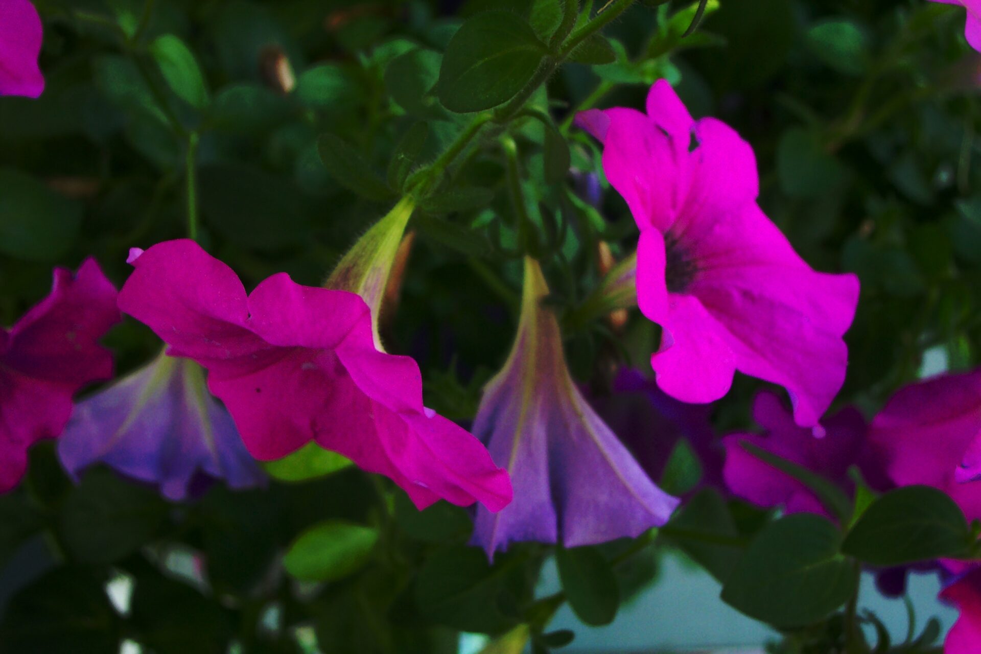morning-glory-or-petunia-blooms-vibrant-magenta-and-purple-flowers