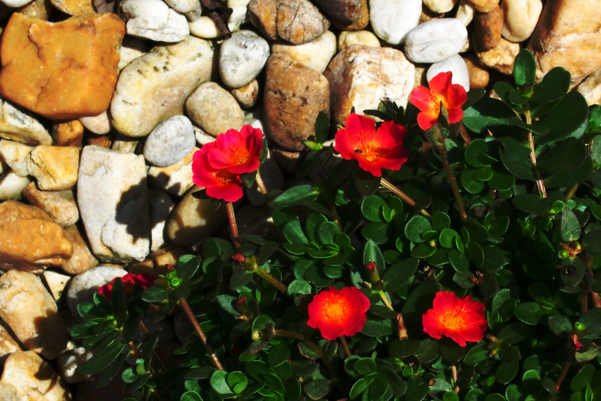 purslane-garden-display-red-blooms-against-river-rock