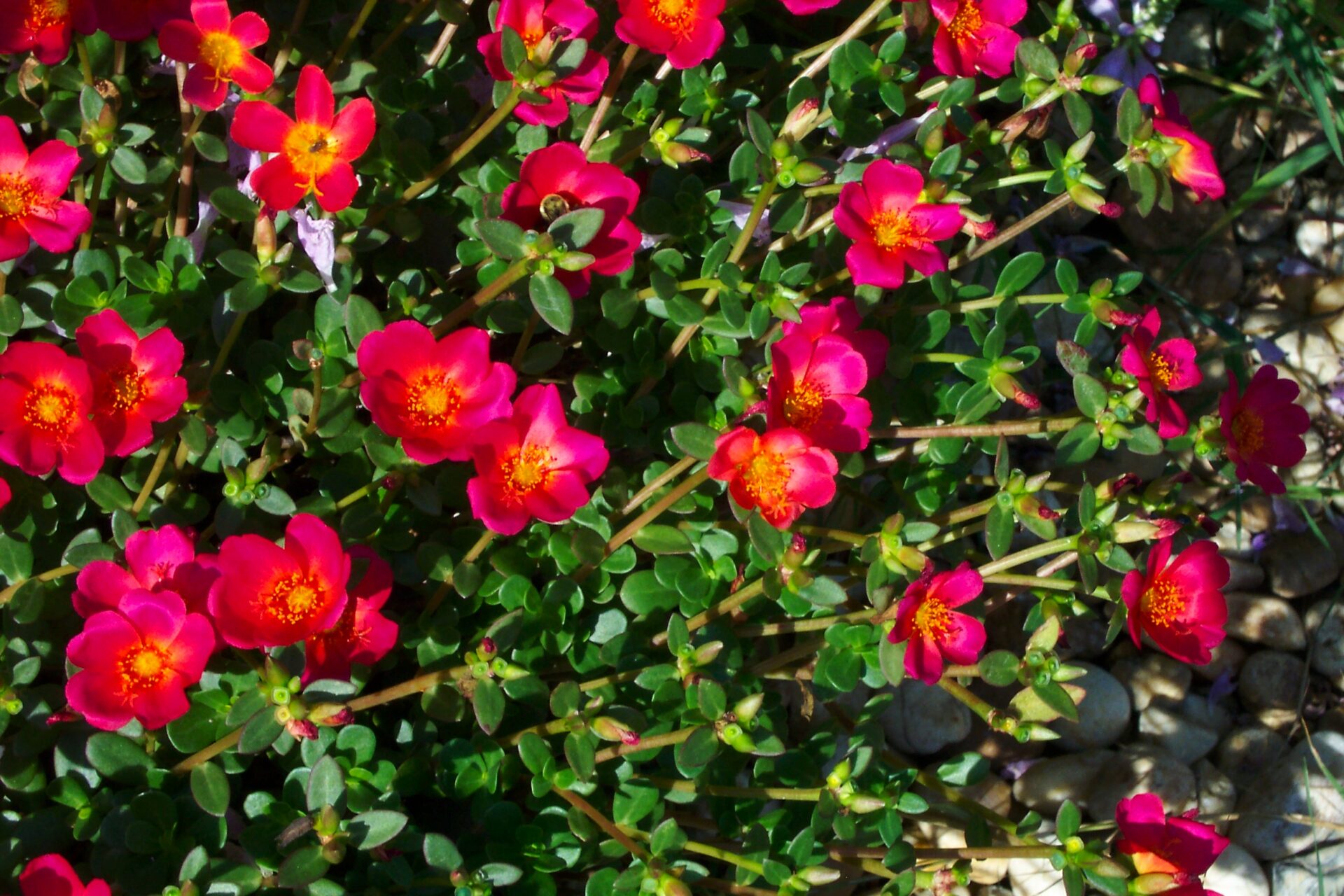 purslane-mass-planting-bright-pink-blooms-with-golden-centers
