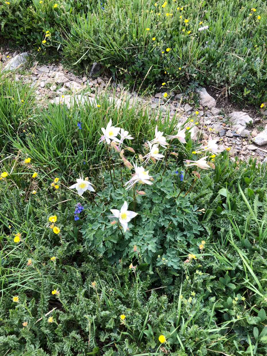 rocky-mountain-wildflowers-columbine-and-alpine-blooms