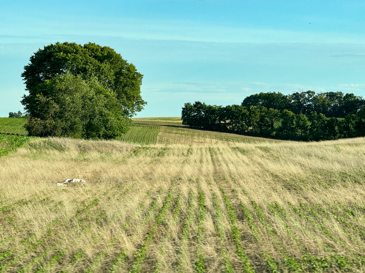 Rolling Fields with Lush Green Trees Under a Clear Blue Sky – Tranquil ...