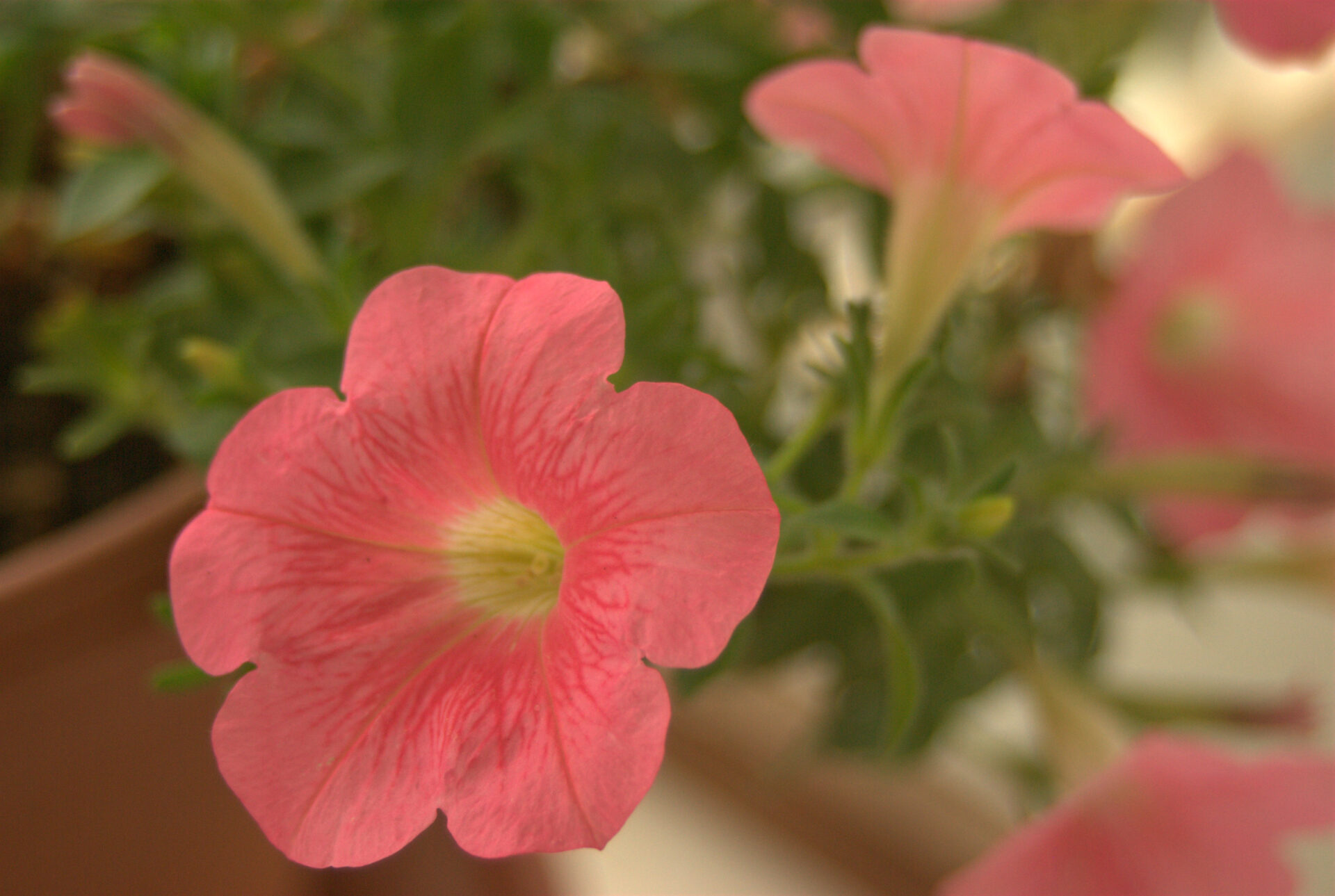 salmon-pink-petunia-close-up-delicate-petal-veining-with-yellow-center-single-flower-macro-photograph