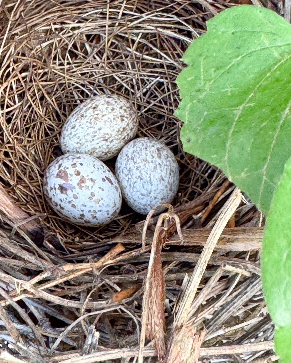 speckled-bird-eggs-in-nest-artist-reference-photo-of-wild-nesting-scene-with-leaf-detail