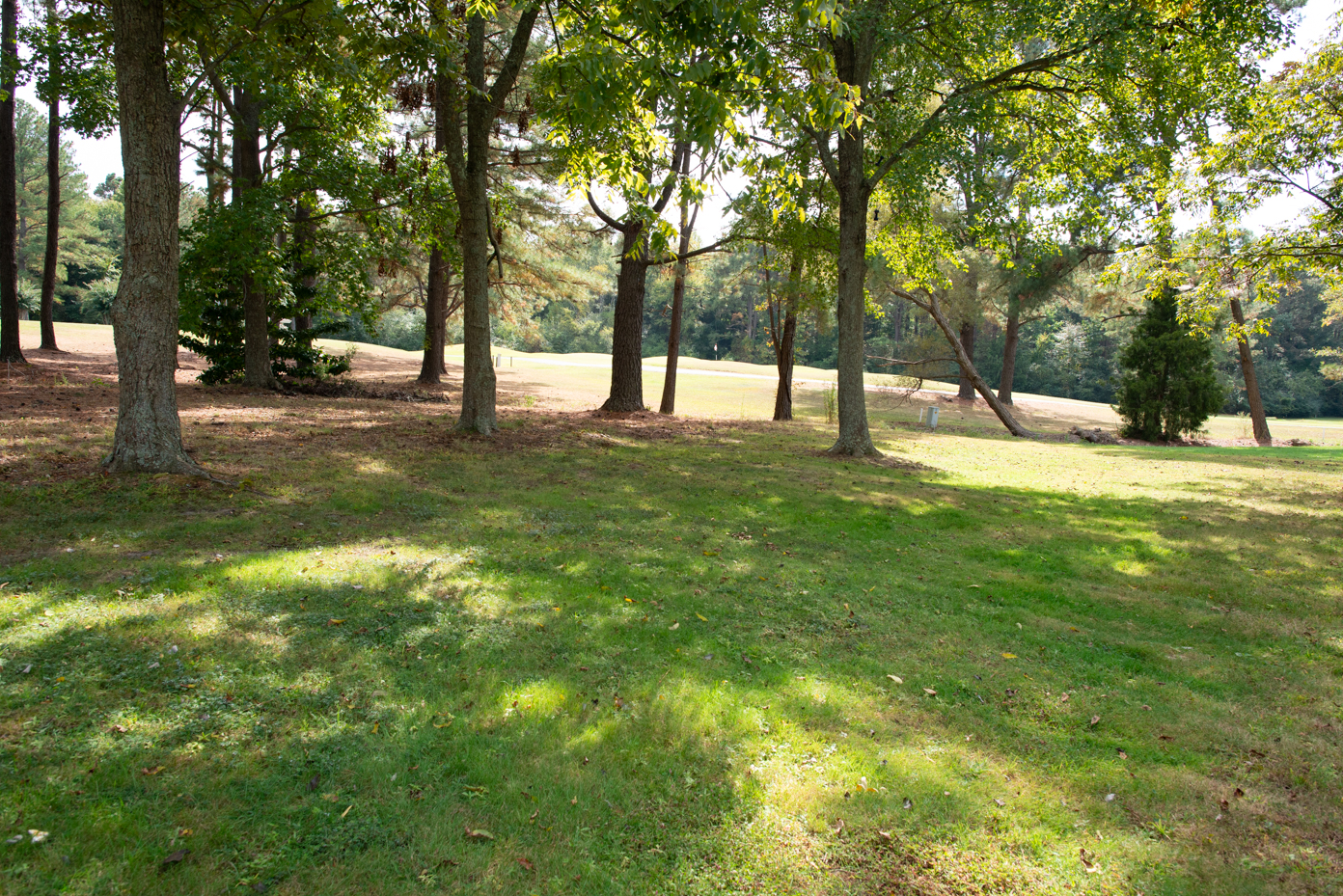 sunny-forest-edge-with-trees-and-grassy-field