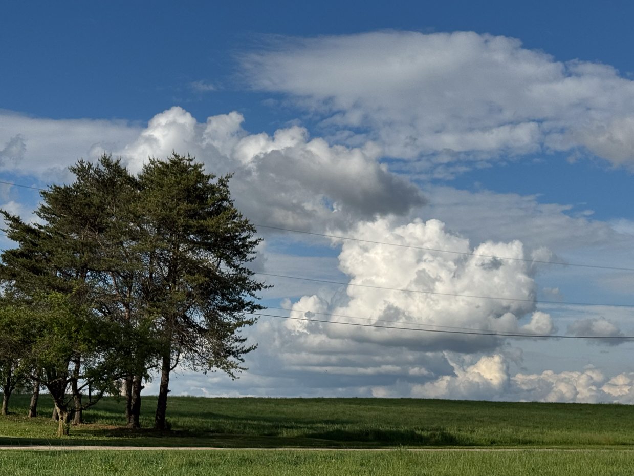 tall-pines-and-rolling-green-meadow-under-cloud-draped-sky-artist-reference-photo