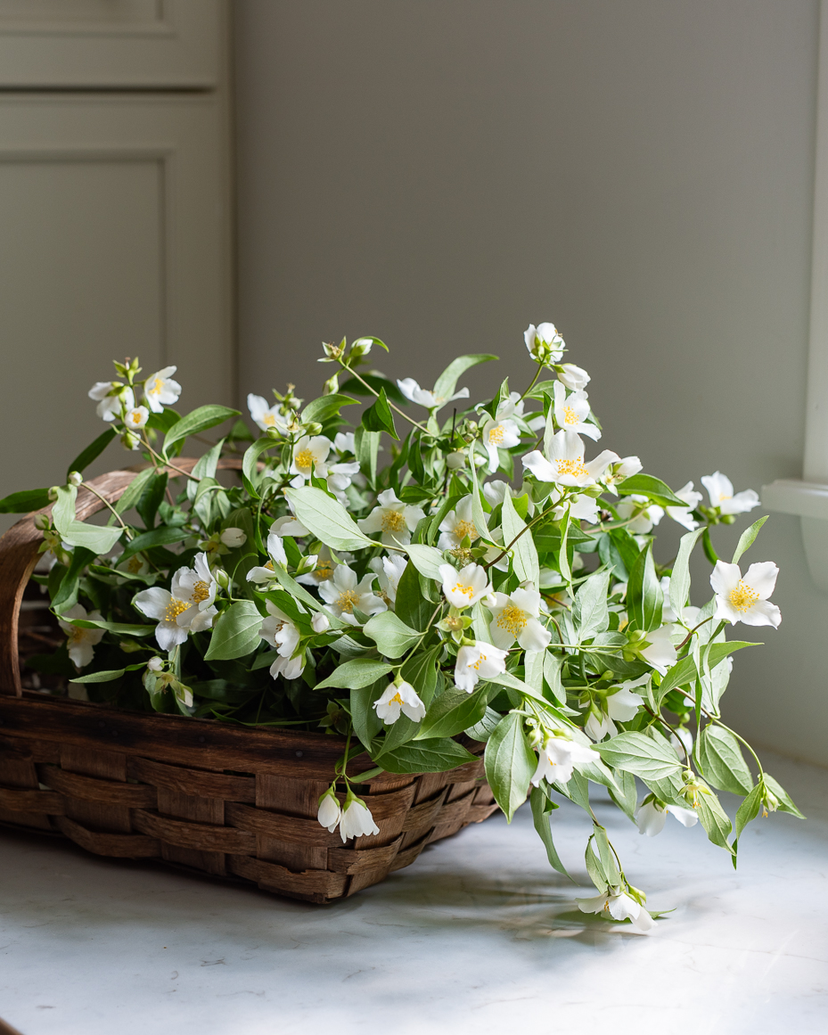 vintage-basket-filled-with-jasmine-flowers-on-white-marble-kitchen-counter-artist-reference-photo