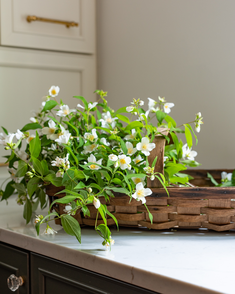 white-flowering-branches-in-woven-basket-on-kitchen-countertop-artist-reference-photo