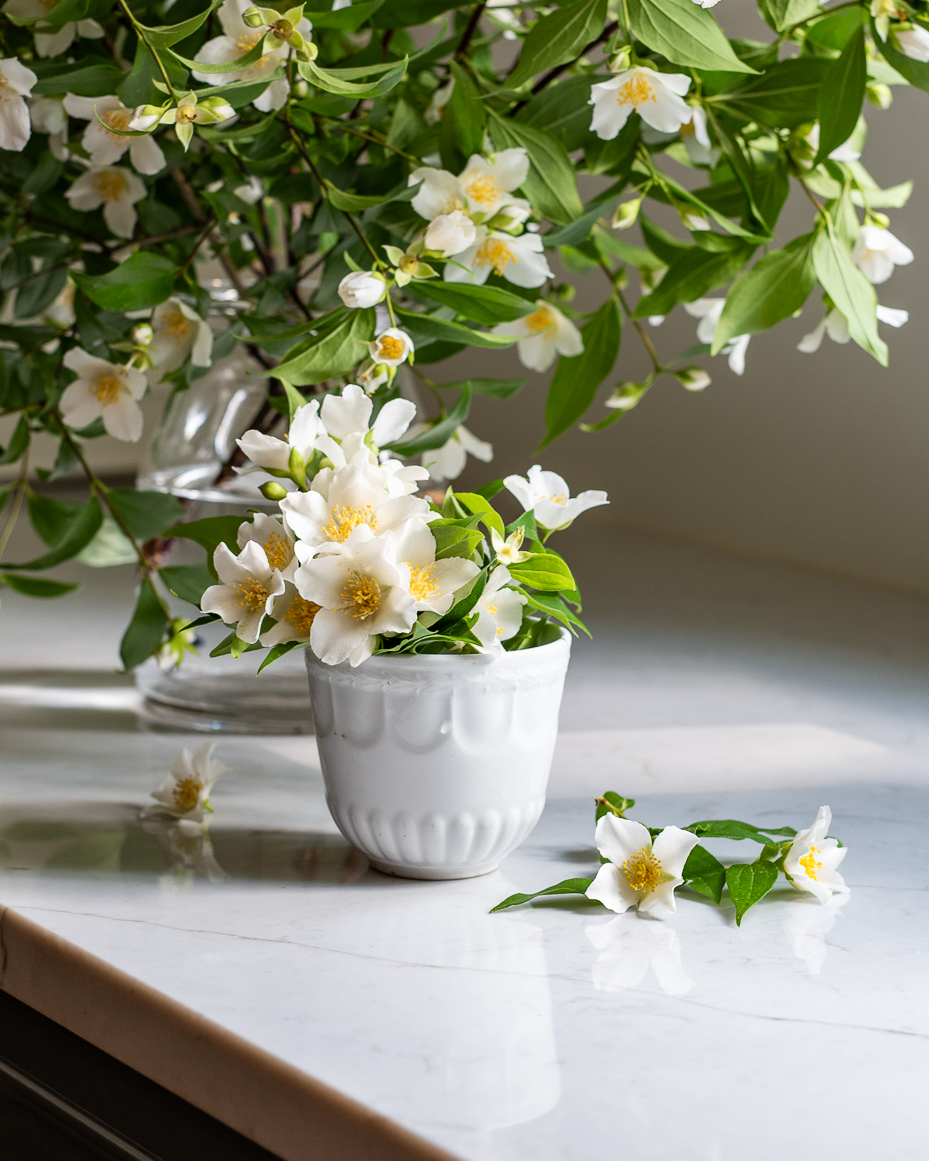 white-jasmine-bouquet-in-vintage-kitchen-light-artist-reference-photo