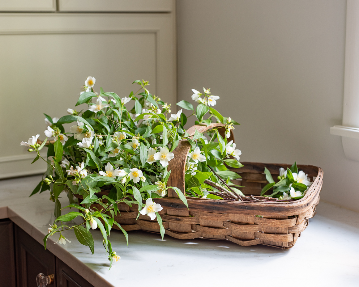 white-jasmine-flowers-in-rustic-basket-on-kitchen-countertop-artist-reference-photo