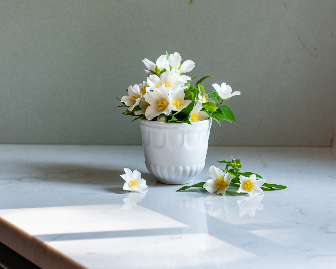 white-jasmine-in-ceramic-vase-with-scattered-blooms-artist-reference-photo