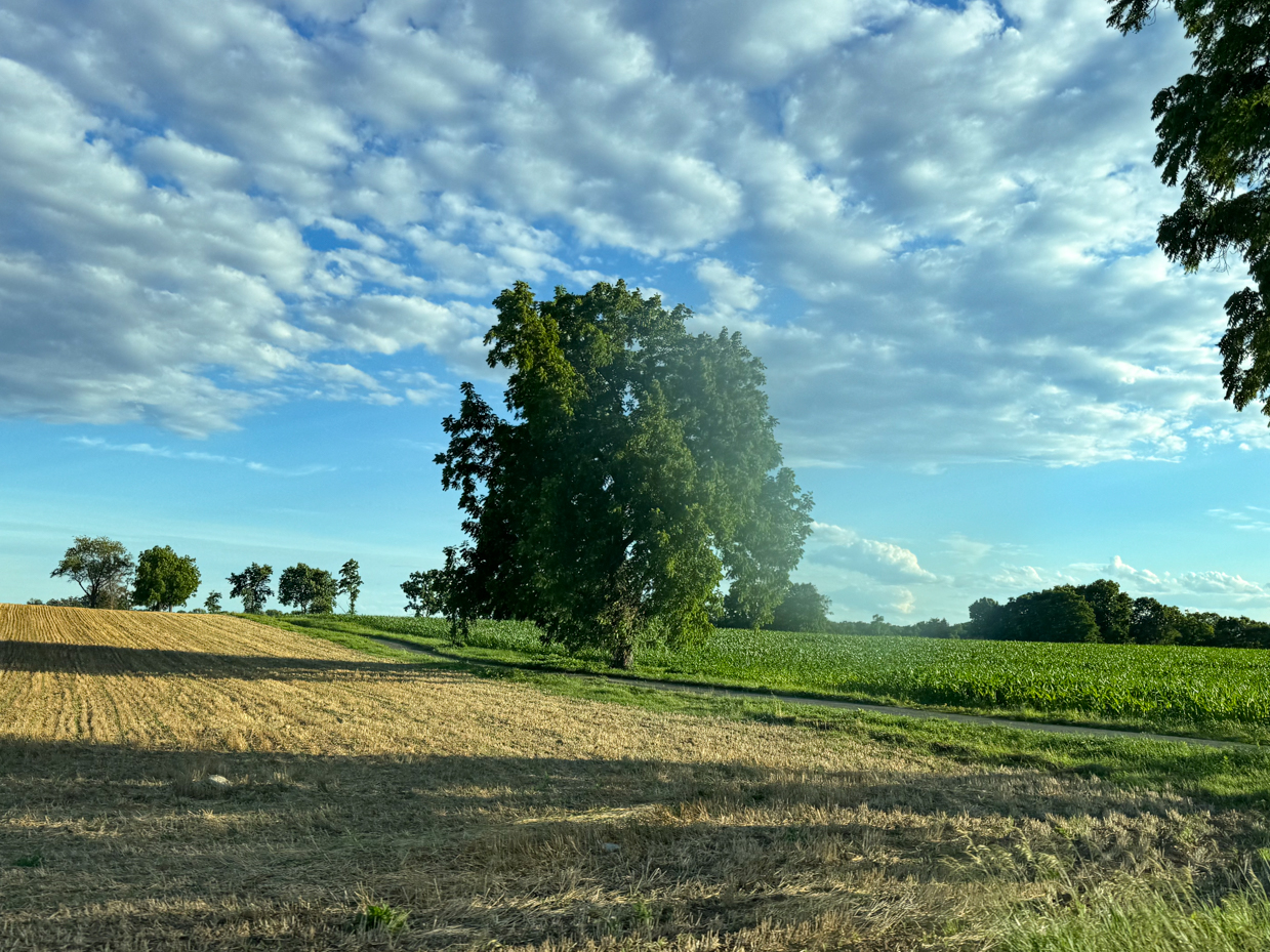 wide-open-field-with-lush-tree-and-cloudy-sky-peaceful-rural-landscape-photography