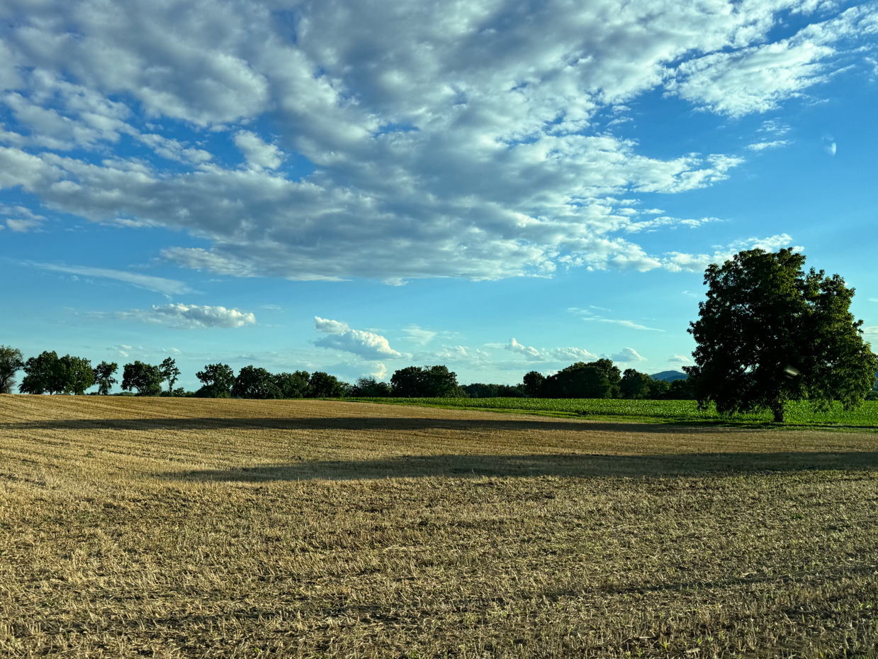 wide-open-field-with-tree-and-dramatic-cloudy-sky-tranquil-rural-landscape-photography