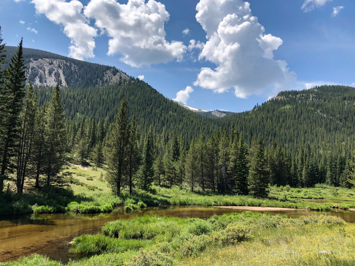 alpine-meadow-mountain-forest-with-blue-sky-and-clouds-artist-reference-photo