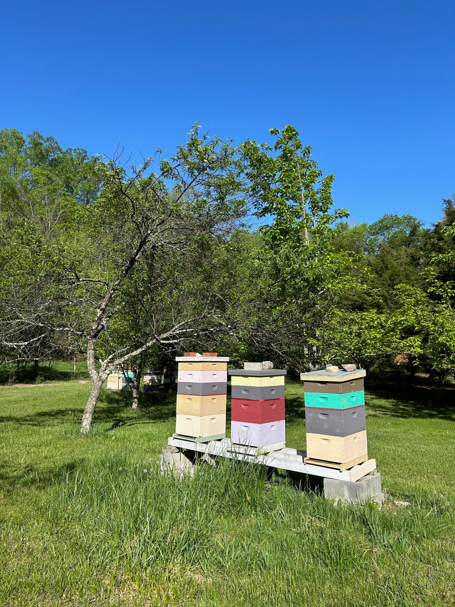 beehive-boxes-in-grassy-orchard-under-blue-sky-artist-reference-photo