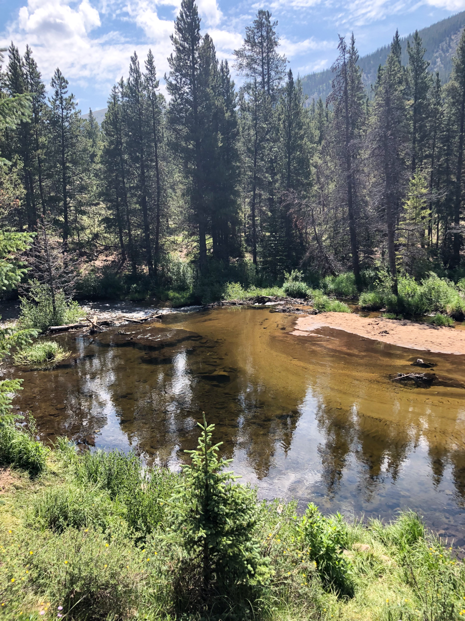 mountain-forest-riverbank-with-pine-tree-reflections-artist-reference-photo