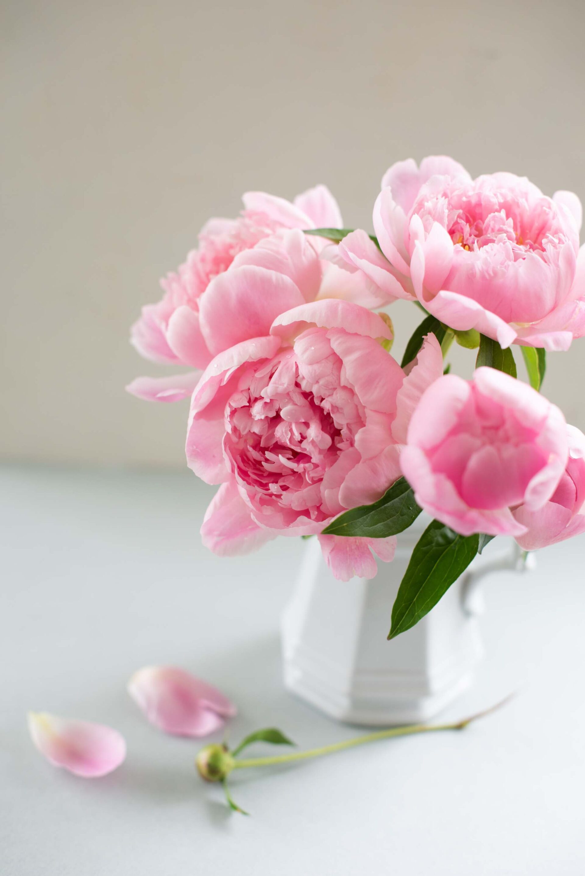 pink-peonies-close-up-in-white-pitcher-with-fallen-petals-artist-reference-photo