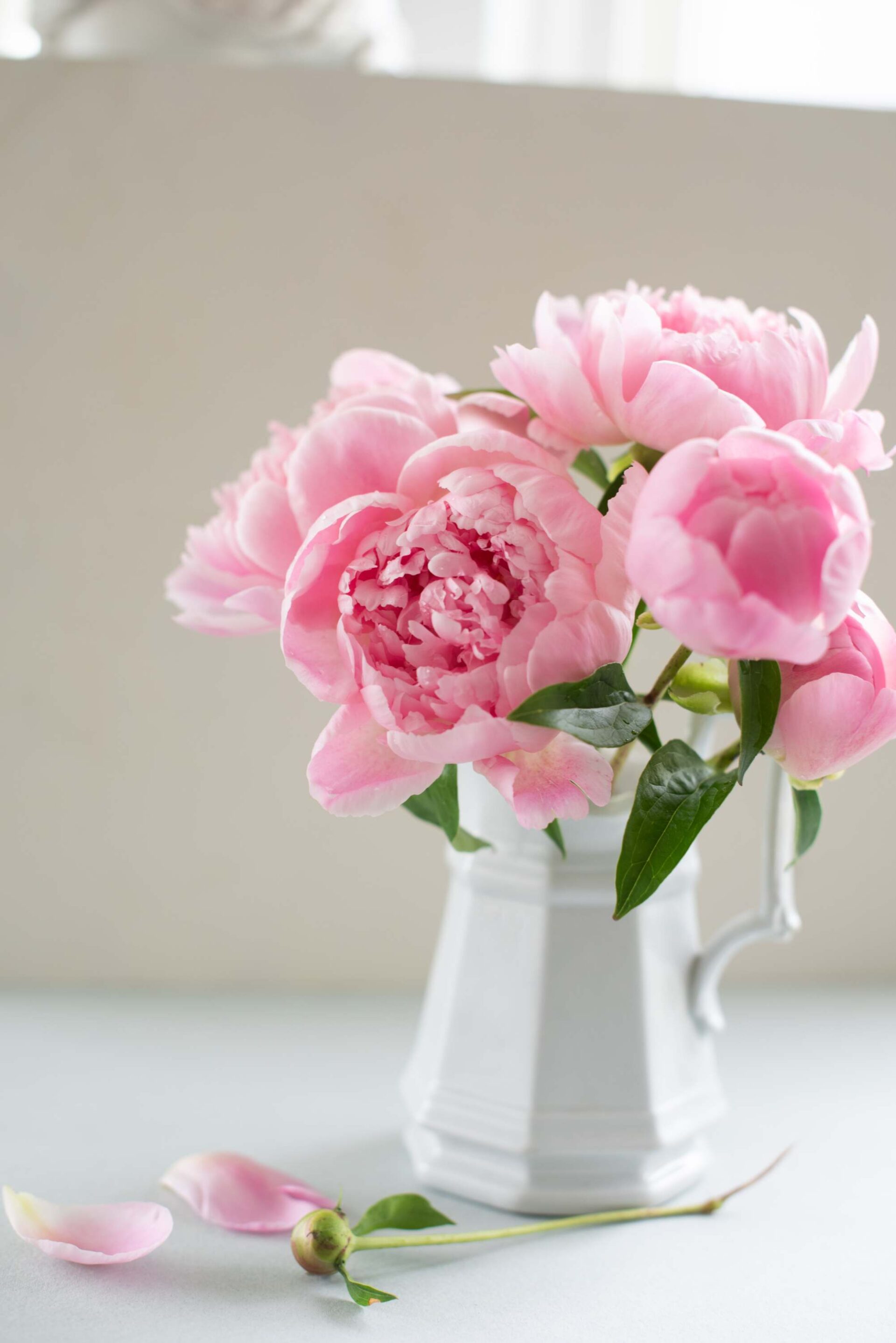 pink-peonies-in-white-pitcher-with-window-light-and-petals-artist-reference-photo