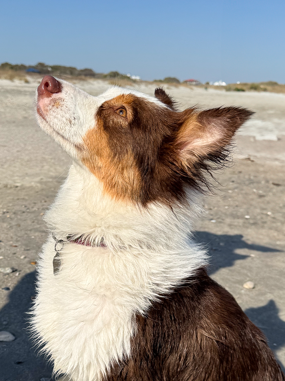profile-of-alert-wet-border-collie-looking-up-on-sandy-beach-under-blue-sky