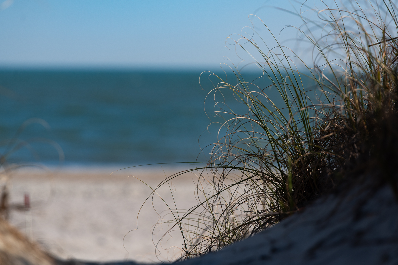 sea-oats-on-sand-dune-with-blurred-beach-and-ocean-in-background
