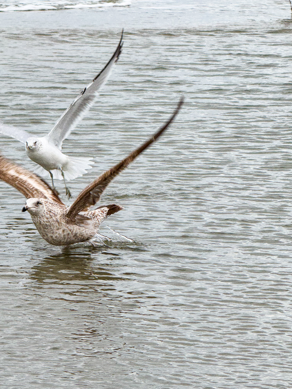 seagulls-taking-flight-from-shallow-ocean-surf-on-a-cloudy-beach-day