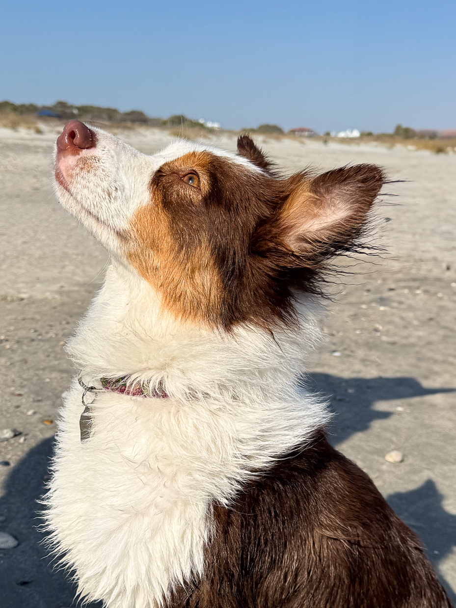 side-profile-of-wet-border-collie-gazing-upward-on-beach-with-clear-blue-sky