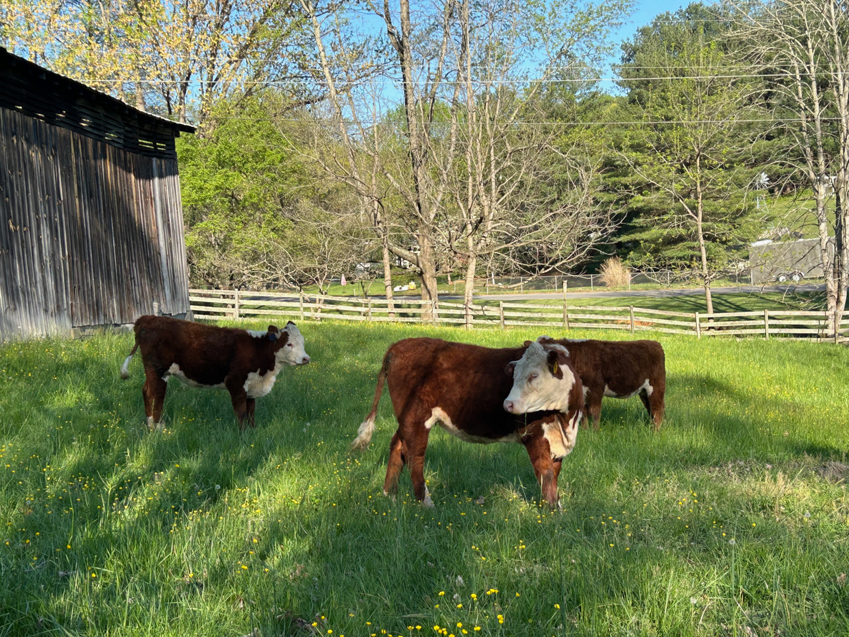 three-brown-and-white-calves-in-green-pasture-near-wooden-barn-artist-reference-photo