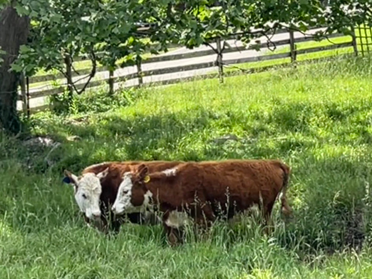 two-hereford-calves-grazing-under-tree-in-pasture-artist-reference-photo