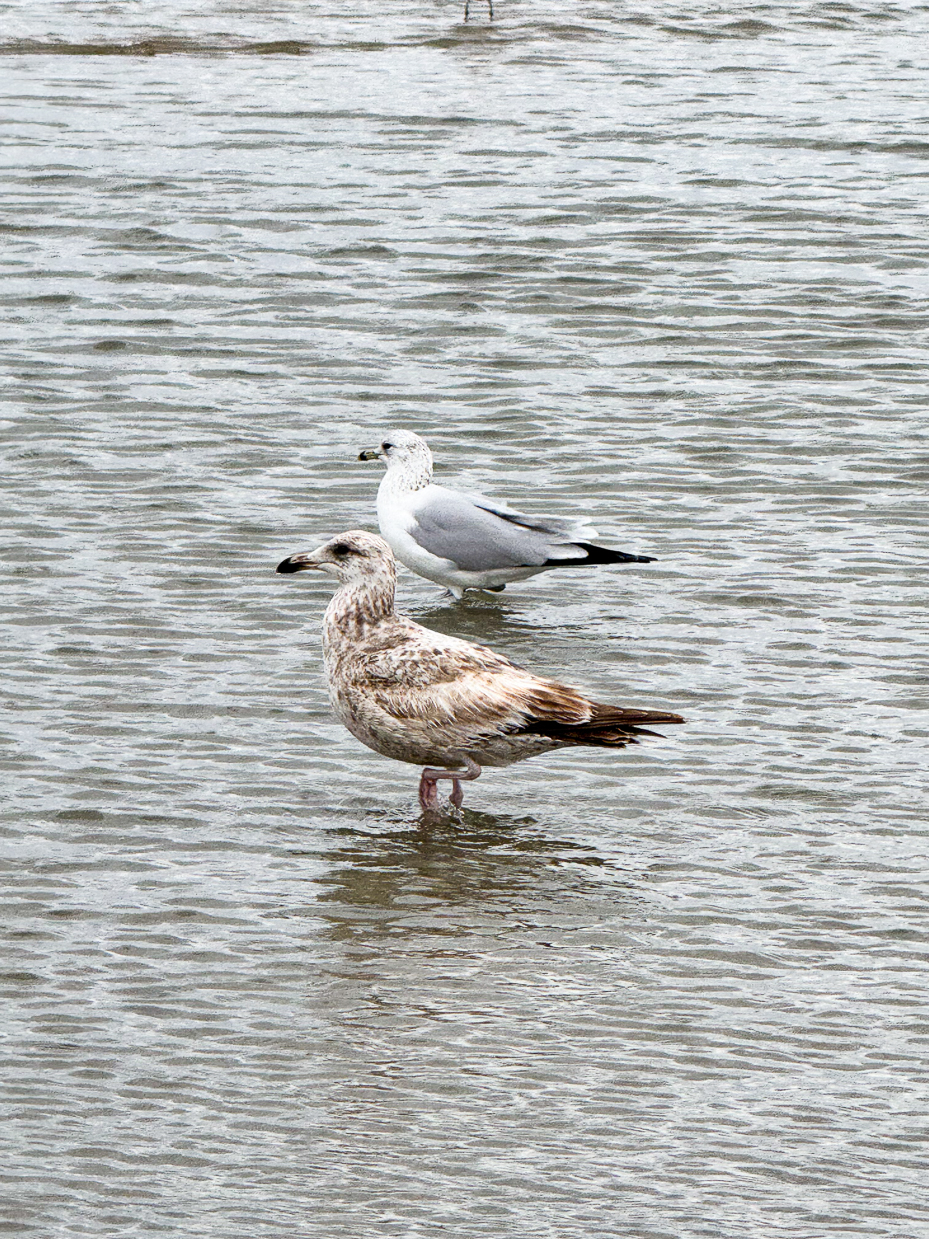 two-seagulls-wading-in-shallow-ocean-water-on-overcast-beach-day