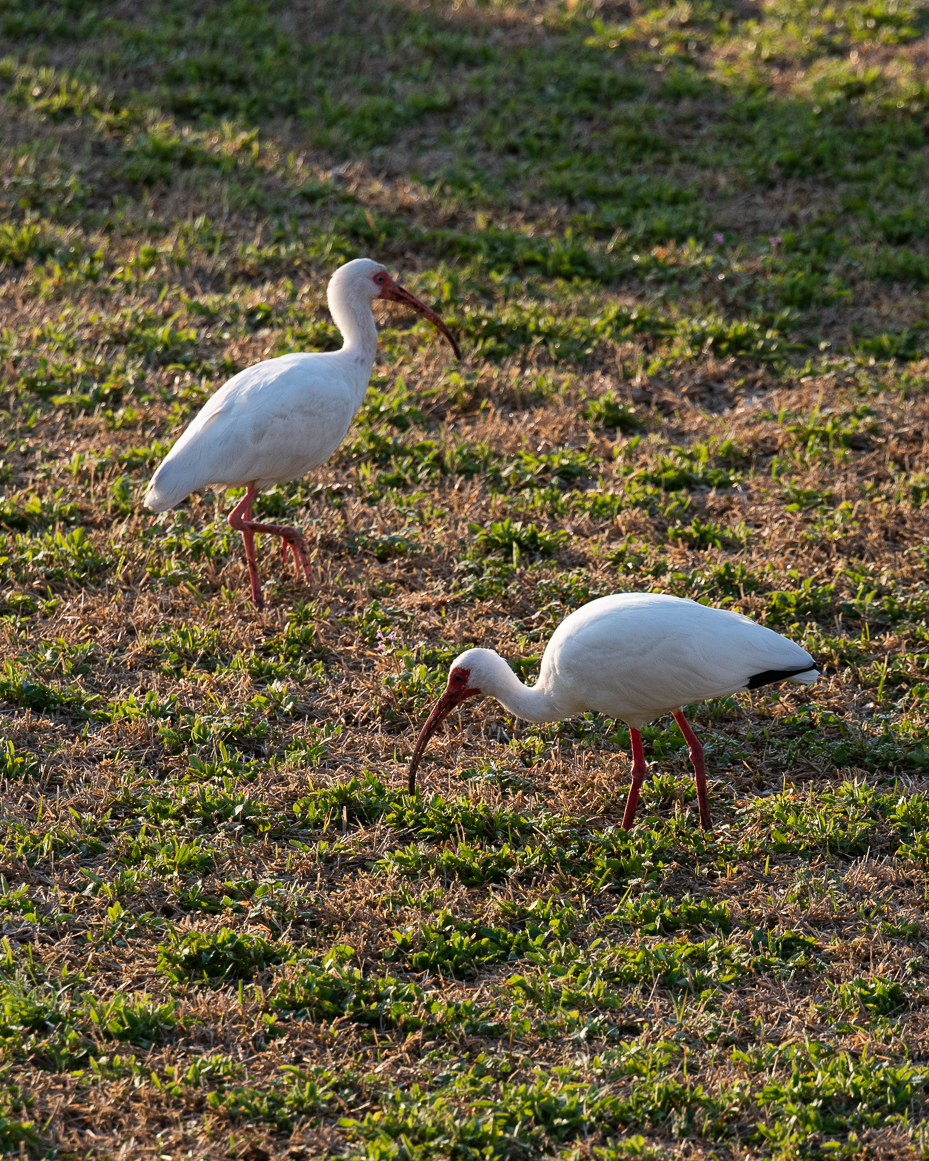 two-white-ibises-foraging-in-a-grassy-field-during-golden-hour