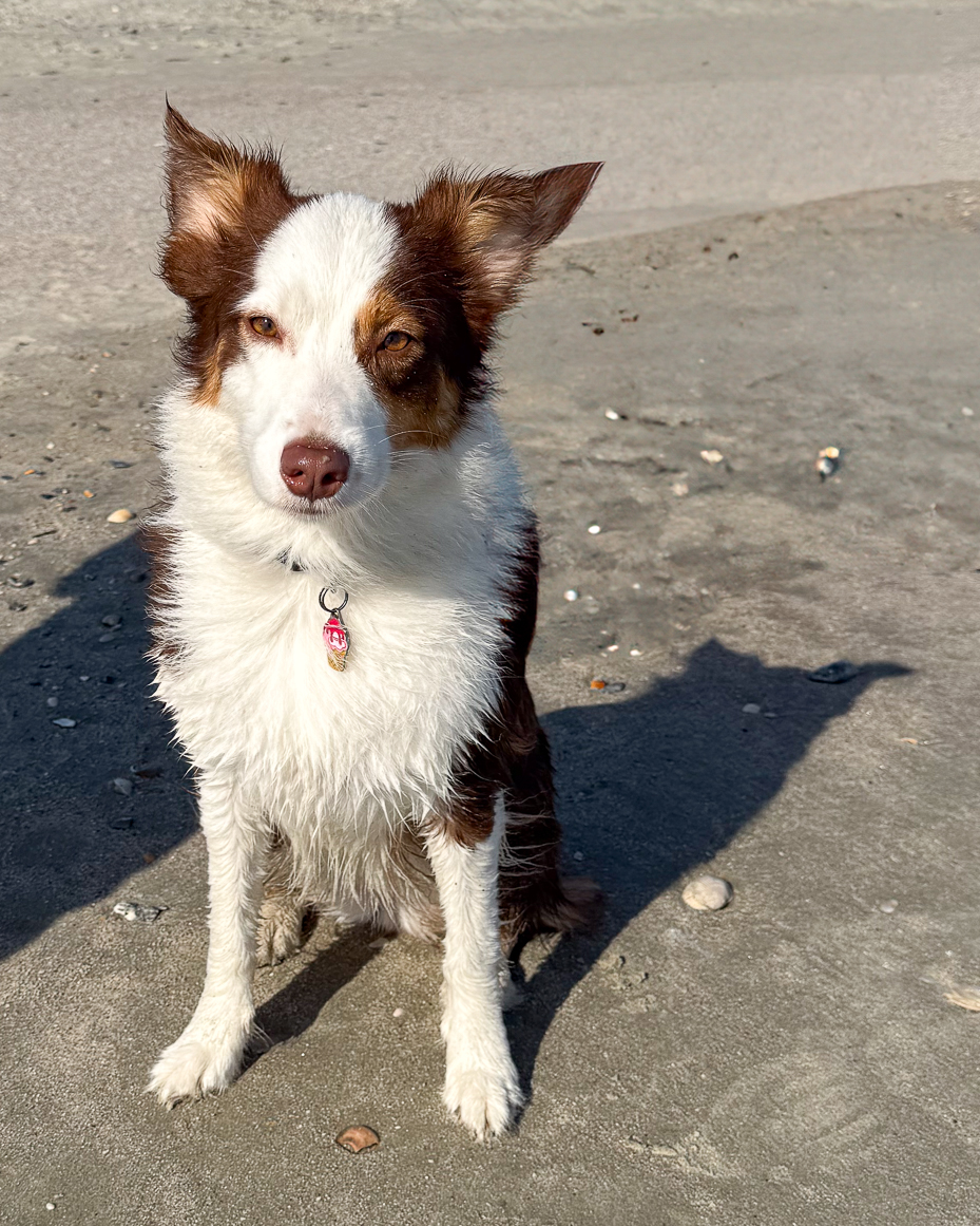 wet-border-collie-sitting-on-sandy-beach-with-alert-ears-and-id-tag