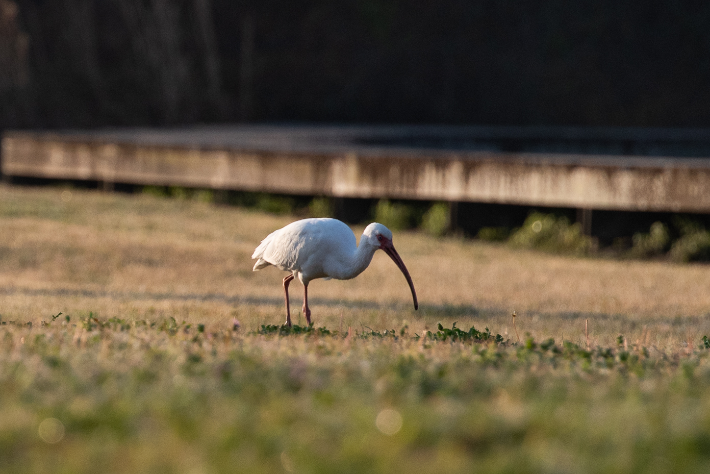 white-ibis-foraging-near-boardwalk-at-sunset