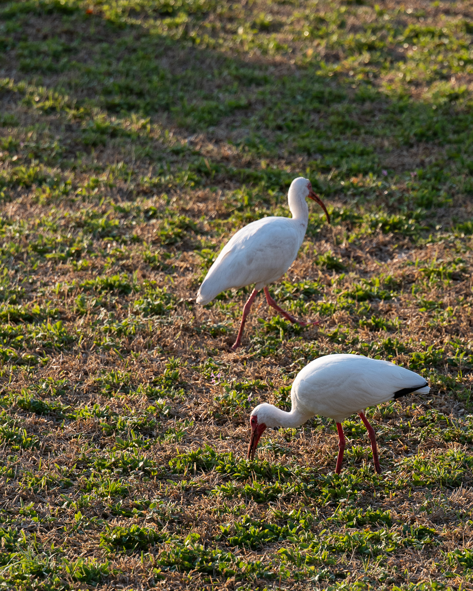 white-ibises-foraging-in-dry-grass-field-with-early-evening-sunlight