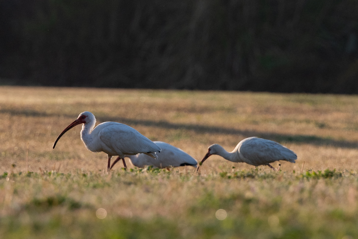 white-ibises-foraging-in-golden-light-on-coastal-grass-field
