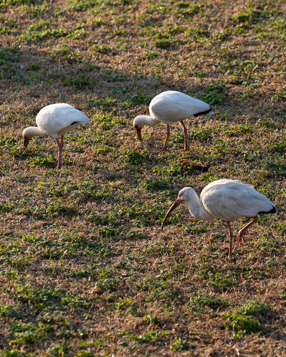 white-ibises-foraging-in-grassy-field-at-sunset