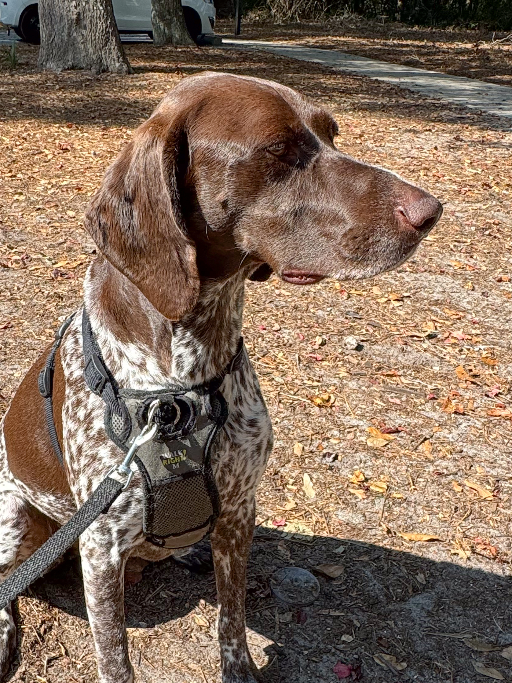 brown-and-white-german-shorthaired-pointer-sitting-in-autumn-sunlight-artist-reference-photo