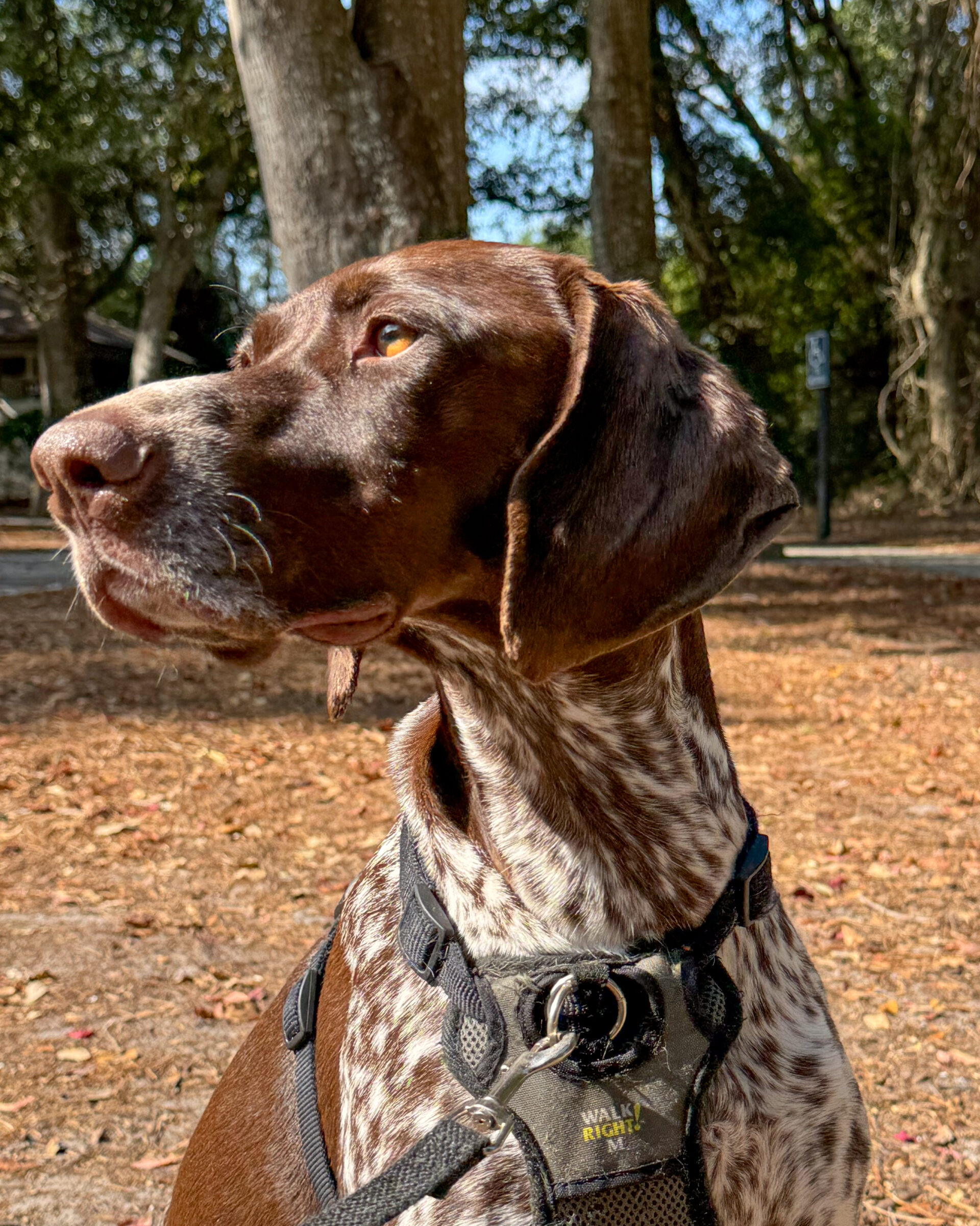 close-up-of-german-shorthaired-pointer-gazing-upward-in-sunlight-artist-reference-photo